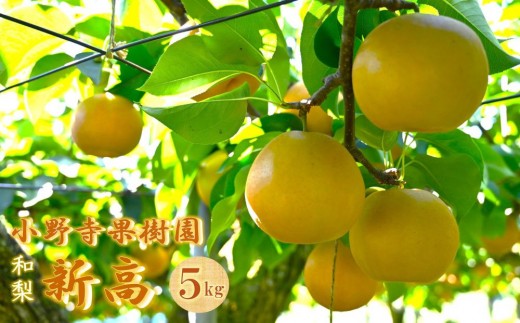 梨「新高」約5kg（6～10玉入）【小野寺果樹園】｜梨 ナシ こだわりの梨 フルーツ 果物 旬の梨 宮城県角田市 約5kg