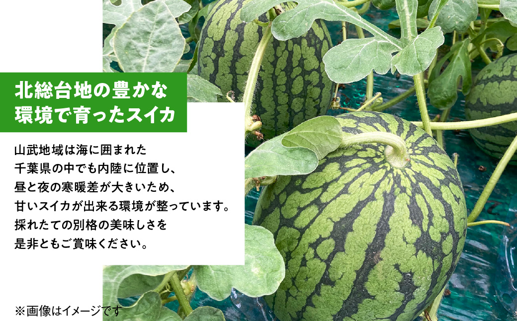 【先行予約・2027年4月下旬～発送】千葉県山武市産の黄こだまスイカ約８㎏～10㎏（4個セット）　 SMDC001