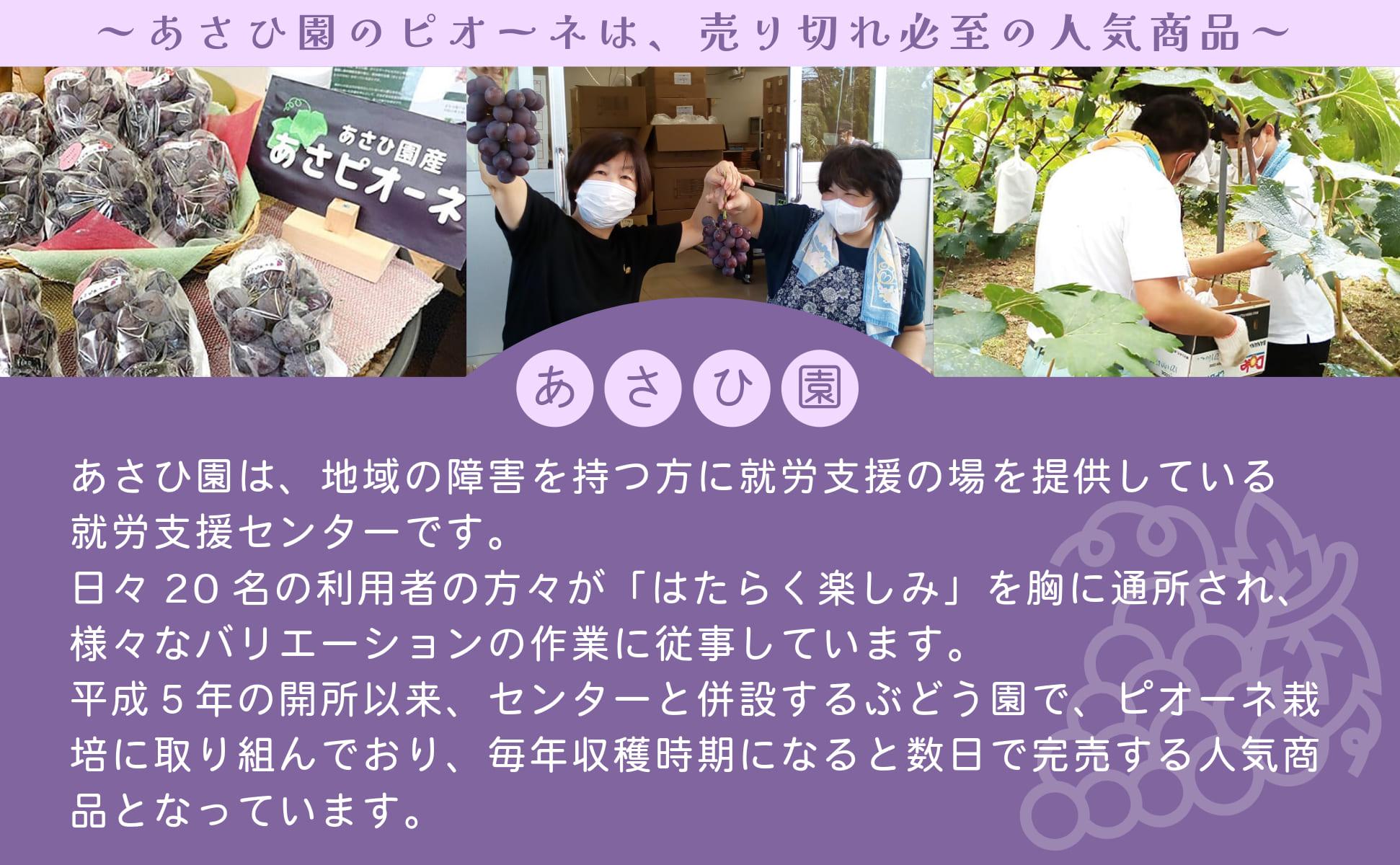 【2025年先行予約】［あさひ園］の朝採れピオーネ 1.2kg以上（2房入り）