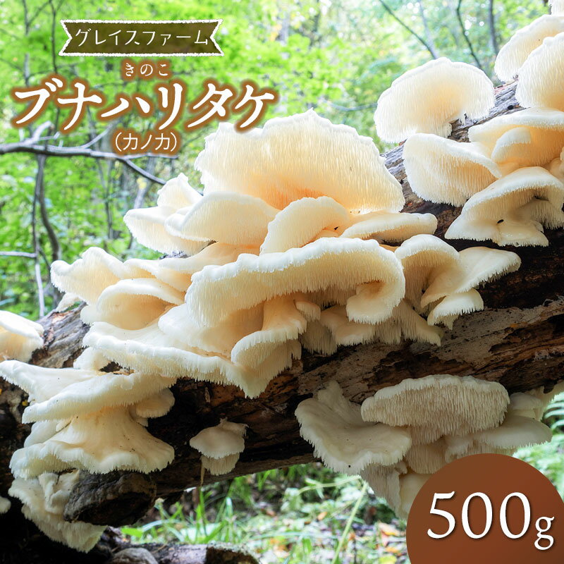 【ふるさと納税】【令和7年発送】きのこ ブナハリタケ（カノカ） 500g　山形県鶴岡産　グレイスファーム