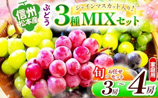 
                  【先行受付】信州松本産　ぶどう3種MIXセット（シャインマスカット入り） 3～4房(約1.8kg)  お任せセット 家庭用 │ シャインマスカット マスカット ブドウ ぶどう 葡萄 お任せ セット 果物 秋 くだもの フルーツ 自然 旬 ご褒美 長野県 信州 松本 ふるさと納税
                