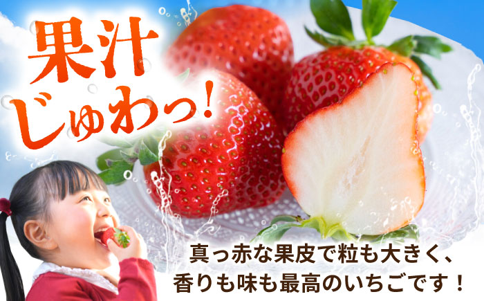こば農園のこだわりいちご　恋みのり 約540g（約270g：6~11粒×2パック） 【合同会社 こば農園】 [ZFO001]