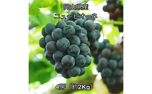 ニューピオーネ４房（約2㎏） 岡山県産