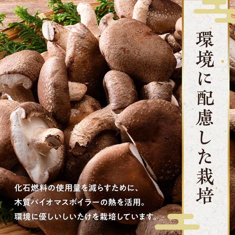 【2026年4月発送】 生しいたけ【形が悪いなどの訳あり品】3.2kg（200g×16袋） F4G-0270
