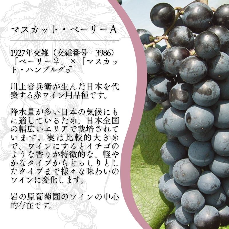 ワイン 岩の原ワイン 酸化防止剤無添加 赤 やや甘口 2本セット 新潟 上越 マスカット ベーリーA 11.5％ 酒
