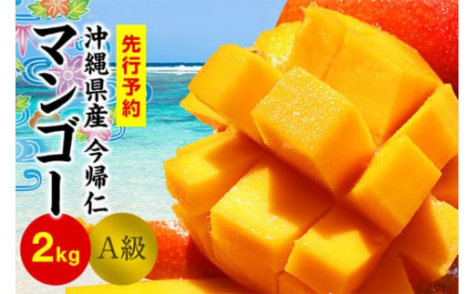 今帰仁マンゴーA級2kg【先行予約】【2025年6月中旬～7月頃発送】生産者直送