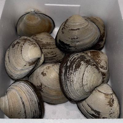 ふるさと納税 三沢市 ホッキ貝　10個入り