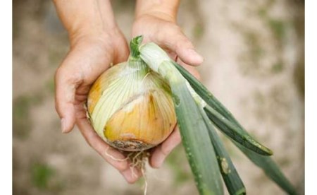 ひょうご安心ブランド認証　特別栽培の玉ねぎ「戎珠（えびすたま）」１０kg