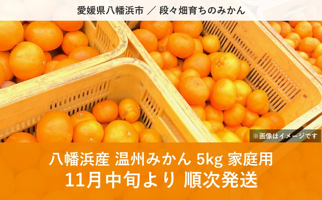 【先行受付】八幡浜産 温州みかん（5kg）家庭用【108-1】YWTBX001