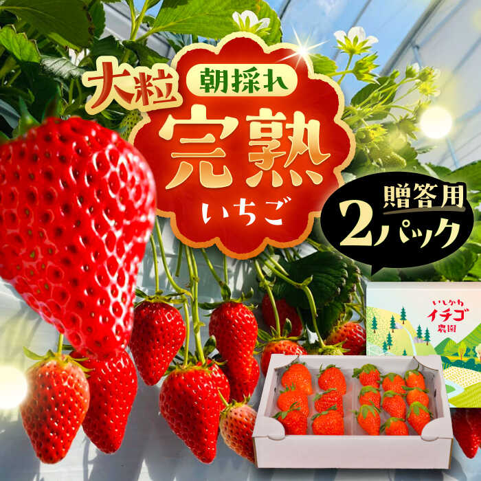【ふるさと納税】いちご 石川農園 完熟大粒 いちご 2パック入(贈答用)/ いちご イチゴ 苺 完熟 完熟苺 あまえくぼ 紅ほっぺ 章姫 朝採れ ichigo strawberry 国産 ギフト 贈答 大粒 甘い 産地直送 /恵那市/クリエイティブファーマーズ[AUAH021]