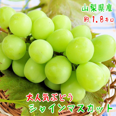 
            農園直送! シャインマスカット 約1.8kg(2～5房入り) ふるさと納税【1281141】
          