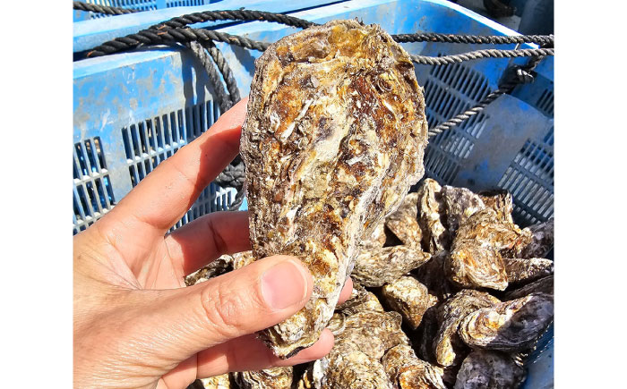 夏も冬もおいしい！厳選！広島産かき〈Mサイズ20個〉年中うまい！丹精込めた「うつみかき小町」（殻付き）」【かき小町 牡蠣 カキ 殻付 焼き牡蠣バーベキュー蒸し牡蠣 魚介 海産物】広島県福山市/カネト海