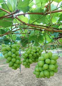 シャインマスカット 1房（600g以上）［2025年8月中旬以降出荷］［MG24］