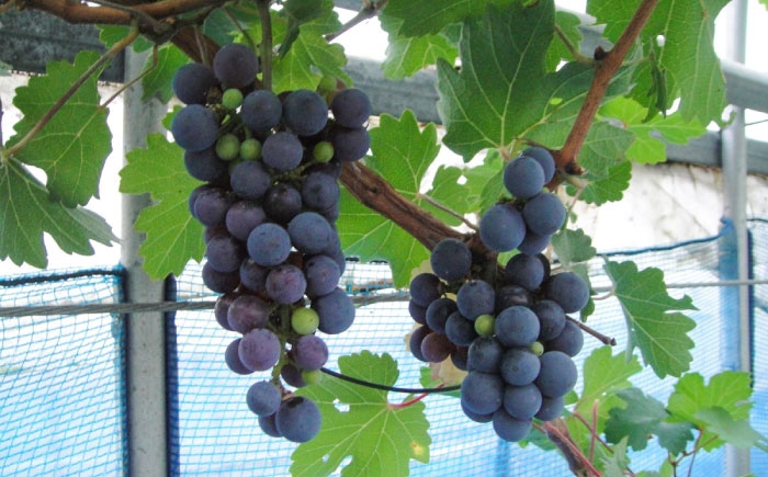 
            ワイン用 ブドウ苗(カベルネソービニヨン用) 6号鉢入り 2〜3年生 大苗 樹高60cm前後 / 果樹 熊本県 ぶどう ぶどう苗木 葡萄 ぶどうの木 庭木 植木 菊池郡 菊陽町【Herb＆Rose】 [BHCQ004]
          