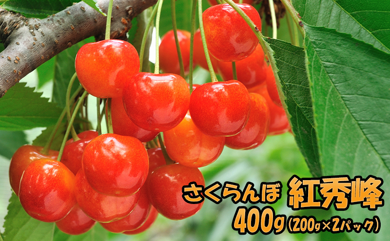 北海道 仁木町産 さくらんぼ 紅秀峰 400g（200g×2パック） サクランボ チェリー フルーツ 果物 果物類 ギフト 仁木町 仁木 [JA新おたる]
