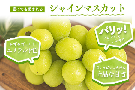 マスカット ぶどう 訳あり シャインマスカット 約1.3kg 《2024年9月中旬～11月中旬頃に出荷予定(土日祝除く)》 フルーツ 果物 マスカット 岡山県産 秋旬 数量限定 2房 シャイン 訳あり