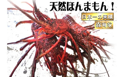 S175-3　伊勢海老天然ほんまもん！＜g数が選べる＞2kg【活き】