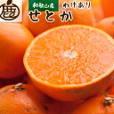 【ふるさと納税】＜先行予約＞家庭用せとか1.5kg+45g（傷み補償分）【柑橘・春みかんの王様】【光センサー選果・食べ頃出荷】【2024年2月中旬より発送】