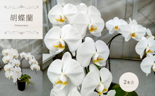 胡蝶蘭（ 2本立 ）| 蘭 洋蘭 花 フラワー 贈り物 ギフト プレゼント お祝い 祝い事 | 真岡市 栃木県