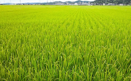 新之助 先行予約 新潟県産新之助5kg 令和7年産 新之助 2025年産 新之助 白米 食味検査で高評価 [飯塚農園]