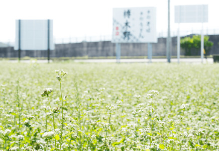 信州手打生そば4人前（つゆ付） |  信州そば 松本そば 蕎麦 グルメ大賞 手打ちそば 長野グルメ ふるさと納税 信州 長野県 松本市