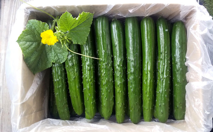 きゅうり キュウリ 胡瓜 野菜 やさい ヤサイ 新鮮 冷蔵