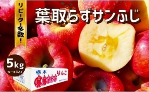樹上完熟・葉とらず・りんご [ サンふじ ] 5kg  | りんご 果物 フルーツ サンふじ 産地直送 栃木県産