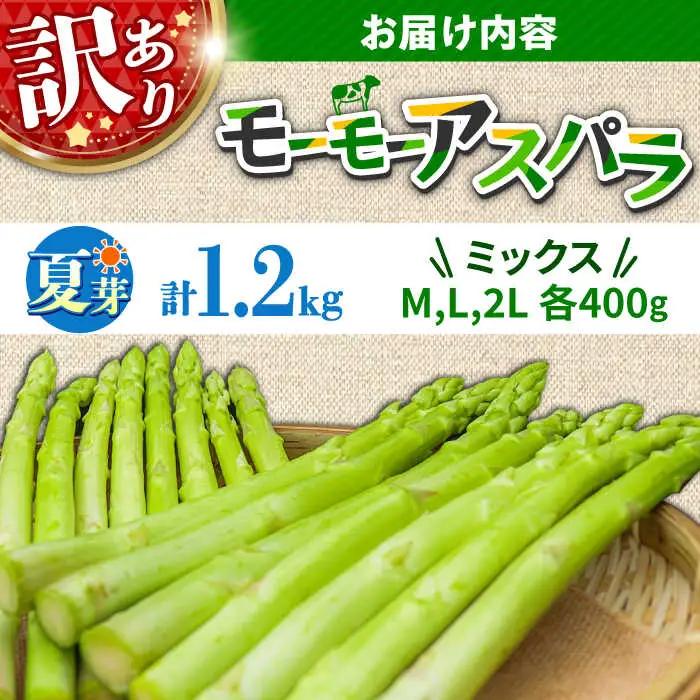 【先行予約・訳あり】モーモーアスパラ 夏芽 M / L / 2L セット 1.2kg（6月上旬から順次発送） アスパラガス[ARAI034]