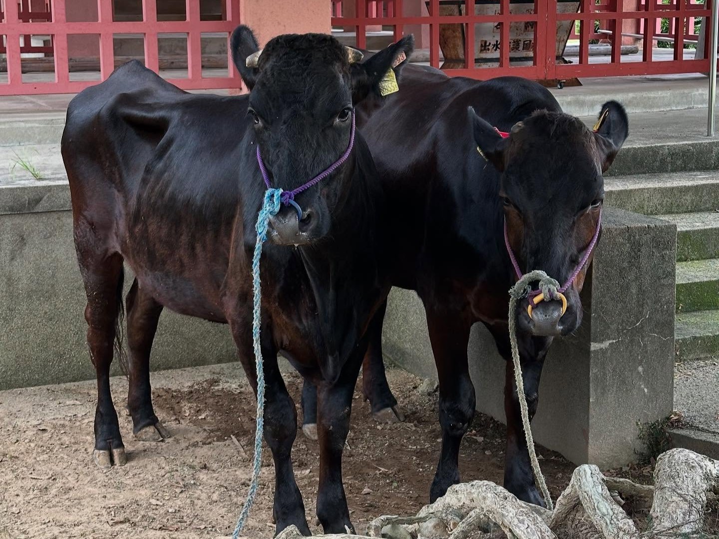 【5-３　特定非営利活動法人　いずみ観光牛車会】
日本で唯一！黒毛和牛の観光牛車で出水麓武家屋敷群を案内