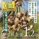 【ふるさと納税】【有機JAS】新生姜1.2kg！除草剤不使用！ジンジャーエールや甘酢漬けに！ 無農薬 オーガニック 野菜 ジンジャー 送料無料