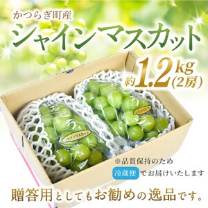 先行予約！ 朝摘み シャインマスカット 秀品  2房（約1.2kg）こだわり農家厳選！【2026年8月末から9月末順次発送予定】【BK-kgr035】