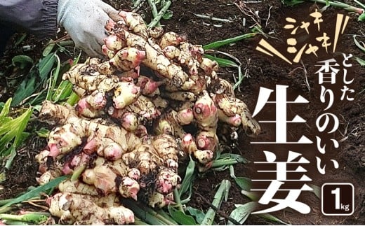シャキシャキとした香りのいい生姜 1kg　KN082-002-01