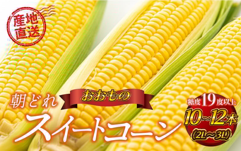 
            糖度19度以上朝どれスイートコーン「おおもの」10～12本（2L～3L）
          