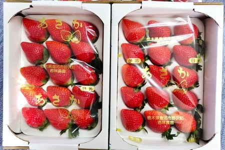 《数量限定》幻のいちごあさか規格外サイズ（260g×4パック） ｜ いちご イチゴ 苺 栃木県 果物 フルーツ 新鮮 贈答 ギフト 高級 希少 ※2026年1月中旬～2月中旬頃に順次発送予定