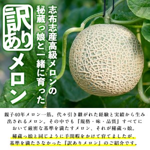 【冬限定・数量限定】牧さんの訳ありメロン 白玉(青肉)計2玉 メロン マスクメロン 果物 くだもの デザート 青肉 訳あり b0-106-w