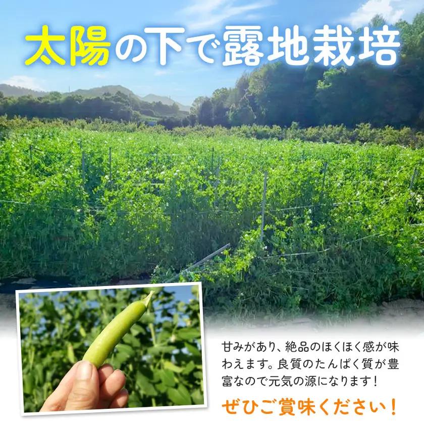 うすいえんどう 約1kg うえやまファーム《2027年4月上旬-5月下旬頃出荷》