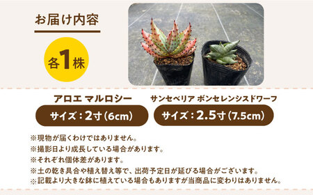サンセベリア ボンセレンシスドワーフ ＆ アロエ マルロシー 各1株 sansevieria boncellensis dwarf ＆ Gymnocalycium mihanovichii長与町/アグ
