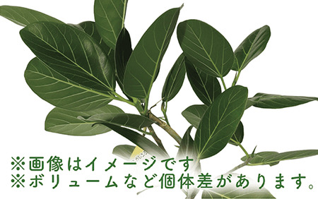 フィカス・ベンガレンシス曲がり70cm～90cm 鎌ヶ迫園芸場 014-1466 観葉植物  観葉植物  観葉植物  観葉植物 観葉植物