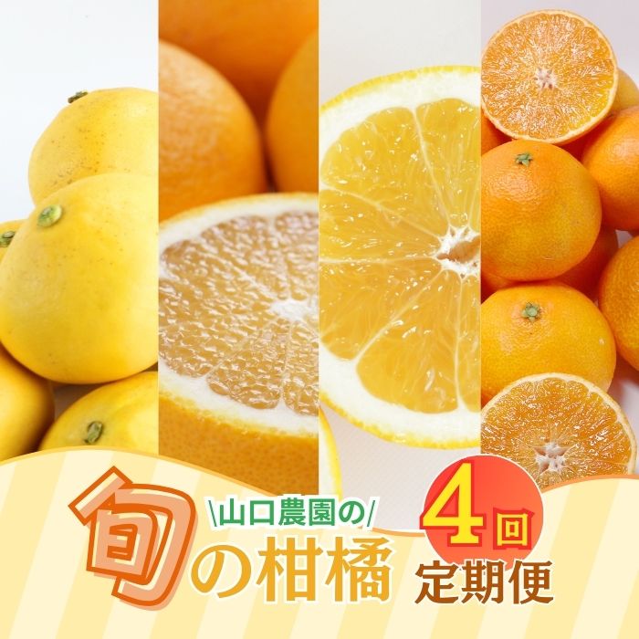 【ふるさと納税】 年 4回 旬 の 柑橘 定期便 大容量 （ まどんな ・ 文旦 ・ 甘夏 ・ 河内晩柑 ）フルーツ サブスク 産地直送 農家直送 紅まどんな 愛果28号 ぶんたん あまなつ 愛南ゴールド 和製 グレープフルーツ プレゼント ご褒美 贈答 お歳暮 愛媛県 愛南町 山口農園
