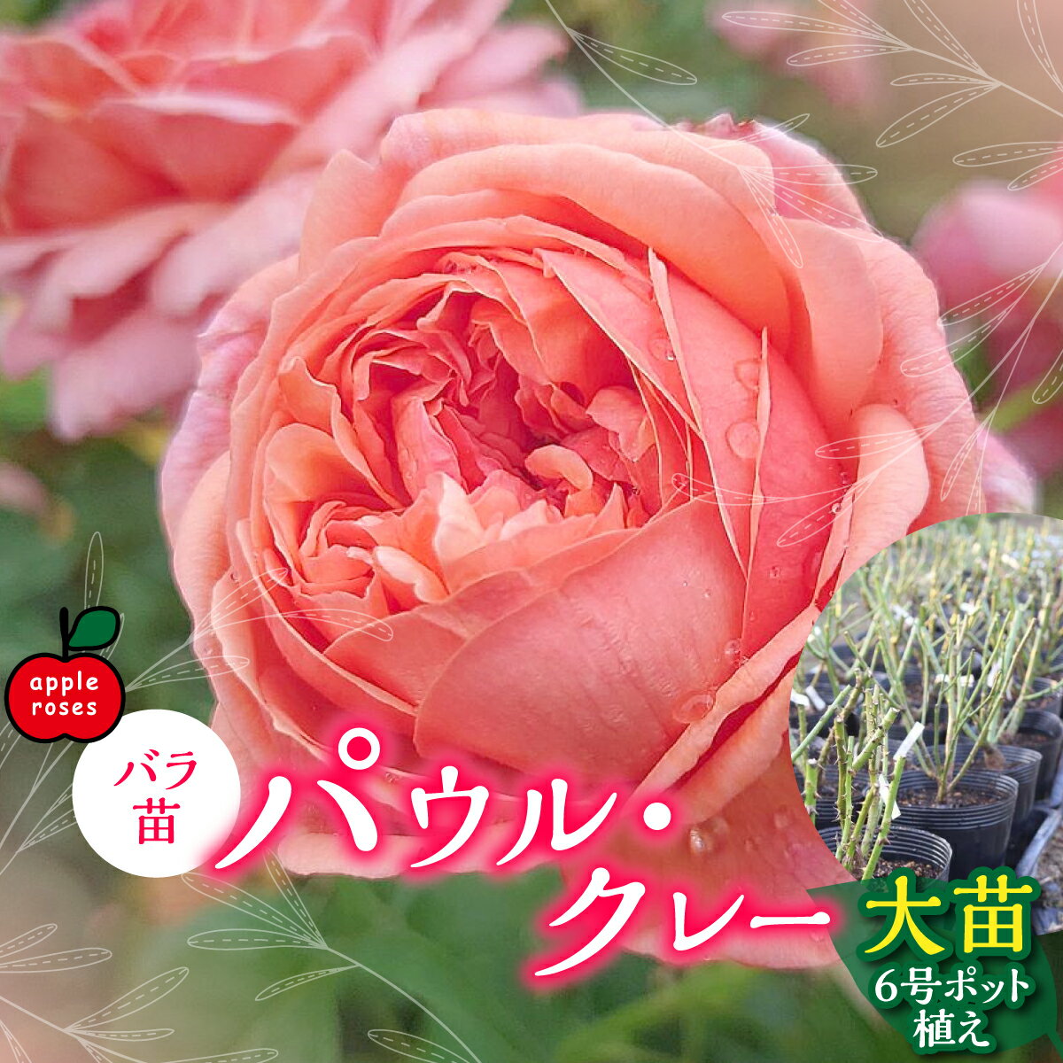 【ふるさと納税】【Apple Roses】バラ苗『パウル・クレー』大苗6号ポット植え 苗木 植物 　お届け：2025年12月上旬〜2026年6月中旬　 HNNH003