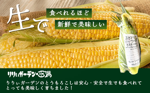 予約受付 スイートコーン （ゴールドラッシュ）9~10本 | 朝採れ 冷蔵発送 とうもろこし トウモロコシ コーン 野菜 高糖度 春 夏 旬 鹿島市産 佐賀県産 【2026年5月中旬～順次発送】佐賀県