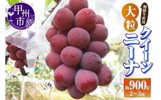 【朝採り直送】大粒クイーンニーナ（種無し）約900g（2～3房）【2025年発送】（AF）B18-412【クイーンニーナ ぶどう 葡萄 ブドウ 令和7年発送 期間限定 山梨県産 甲州市 フルーツ 果物】