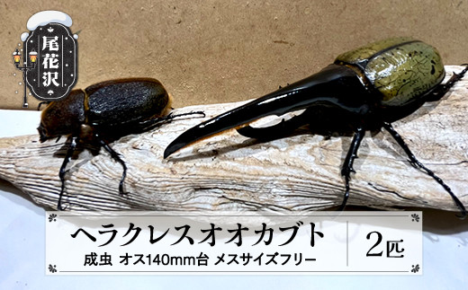 尾花沢市産 昆虫の王様 ヘラクレスオオカブト カブトムシ オス メス ペア 成虫 2匹 約140mm~149mm kb-blhap140