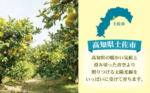 【先行予約】【訳あり】土佐文旦（ぶんたん）家庭用（M～5L）約3kg 〈2027年2月中旬～発送〉 文旦 3キロ 土佐文旦発祥の地 産地直送 約4～10玉 大玉 ぶんたん 訳あり【株式会社とさもん】 