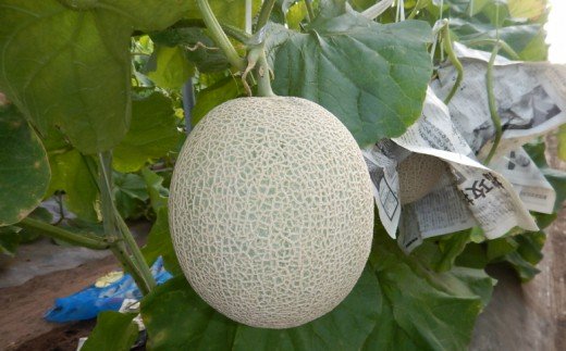 【11月末～12月中旬発送】鹿児島県産 砂丘メロン「加世田アールスメロン」2玉 化粧箱入り 果物 フルーツ JA南さつま