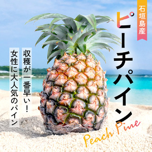 【先行予約】石垣島産 中玉ピーチパイン 3玉 合計約2.4kg《2026年5月以降発送》【 沖縄県石垣市 石垣島 フルーツ 果物 パイン 産地直送 】SI-117