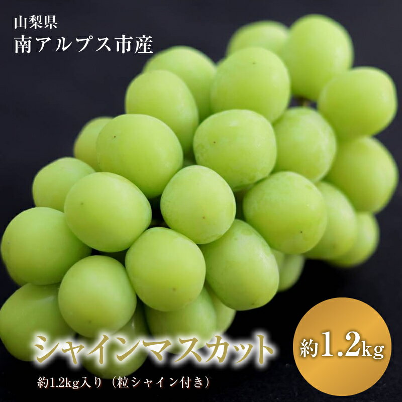 〈先行予約〉シャイマスカット約1.2kg入り（粒シャイン付き）ふるさと納税 おすすめ 山梨県 南アルプス市 送料無料 ALPAO004