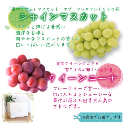 【2026年先行受付】岡山　花笑み農園の『クイーンニーナ&シャインマスカット』1kg(2房)QS-1【配送不可地域：離島・北海道・沖縄県】【1627772】