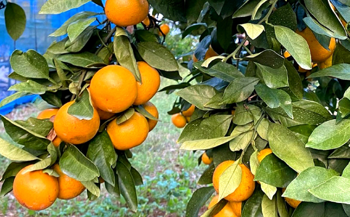 みかん【年内配送】 原口みかん 約 5kg（S〜Mサイズ混合） ＜山田果樹園＞ [CCX010] みかん ミカン 蜜柑 柑橘 みかん 温州みかん 贈答 みかん 産地直送 フルーツ 果実 果物 贈答用 