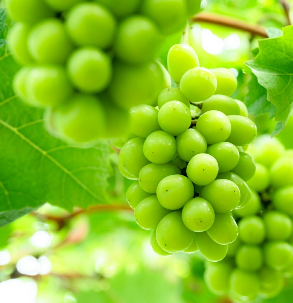 【ふるさと納税】【訳あり品】 しげちゃん農園の シャインマスカット「晴王」 1.4kg前後（2〜3房入） 【2026年10月上旬〜順次発送】 ※小粒や見た目の良くないもの等の訳あり品 岡山県真庭市産 ぶどう シャインマスカット フルーツ